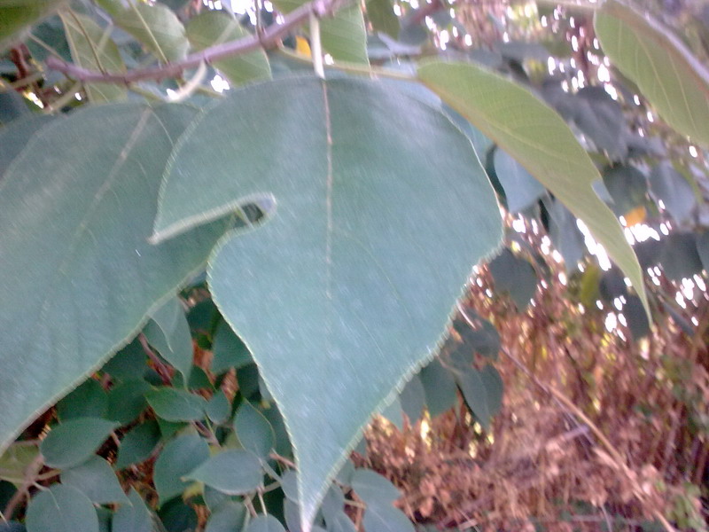 Broussonetia papyrifera
